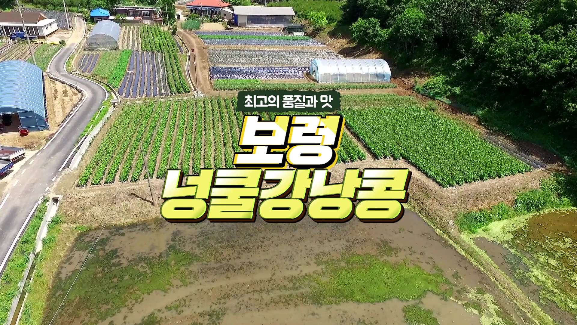 최고의 품질과 맛 '보령넝쿨강낭콩'